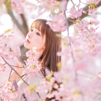 紫氯氯 520无尽夏樱花梅花少女4